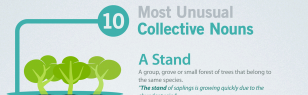 10 most unusual collective nouns