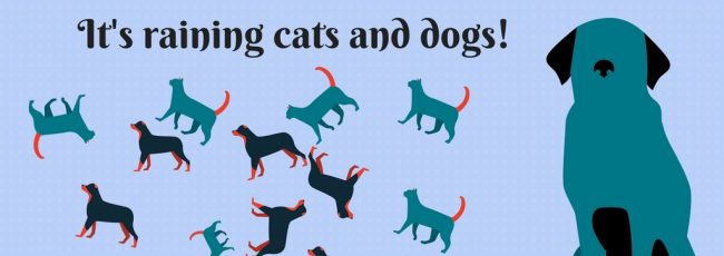 Animal idioms: Dogs. Part 1
